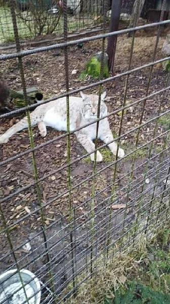 Lynx lynx - Evropský rys -Daruji-možná výměna Čikarí červený